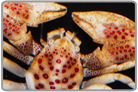 Anemone Porcelain Crab